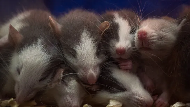 “Completely new discovery”: iron deficiency in pregnancy causes “male” mice to develop female organs